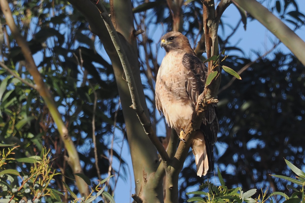 Red-tailed Hawk - ML511581911