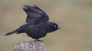 Brewer's Blackbird