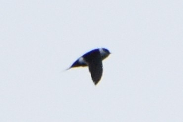 Lesser Swallow-tailed Swift - Nick Moore