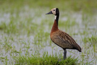 White-faced Whistling-Duck, ML511588131