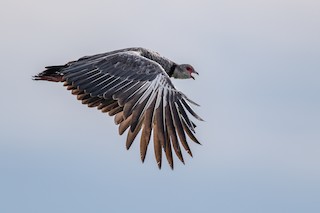 Southern Screamer, ML511588391
