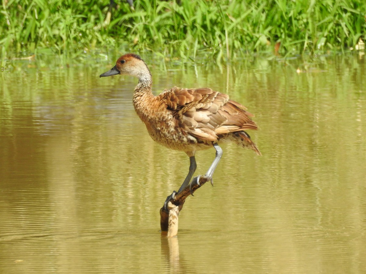 West Indian Whistling-Duck - Colleen Cowdery