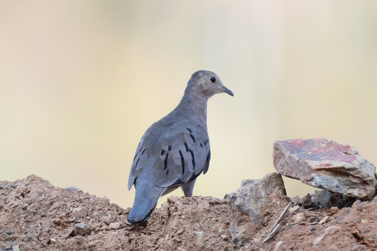 Ecuadorian Ground Dove - ML511590091