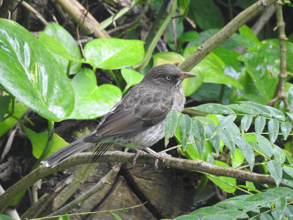 Pearly-eyed Thrasher - Colleen Cowdery