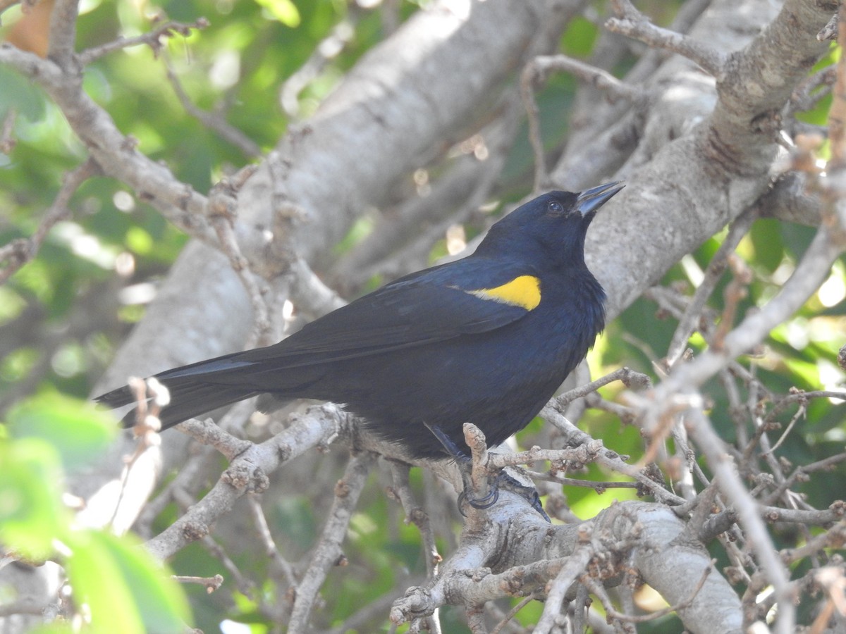 Yellow-shouldered Blackbird - Colleen Cowdery