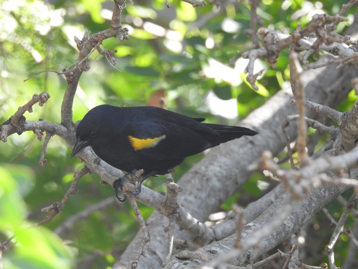 Yellow-shouldered Blackbird - ML511593291