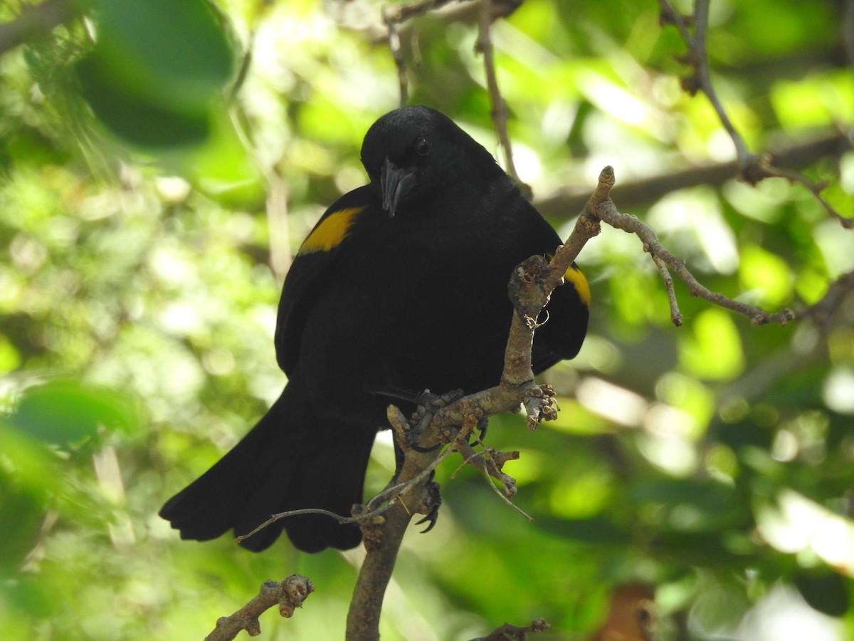 Yellow-shouldered Blackbird - ML511593301