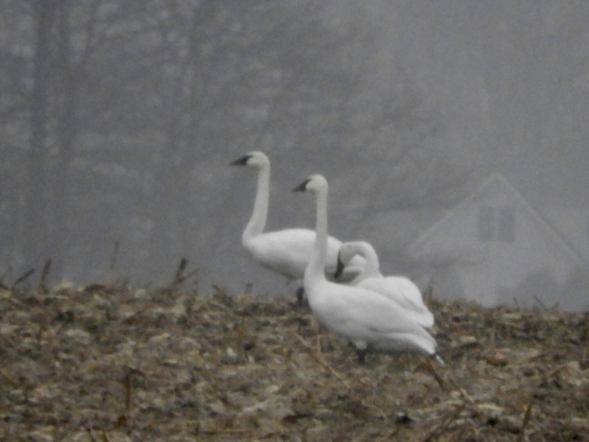 Trumpeter Swan - Lois Rockhill