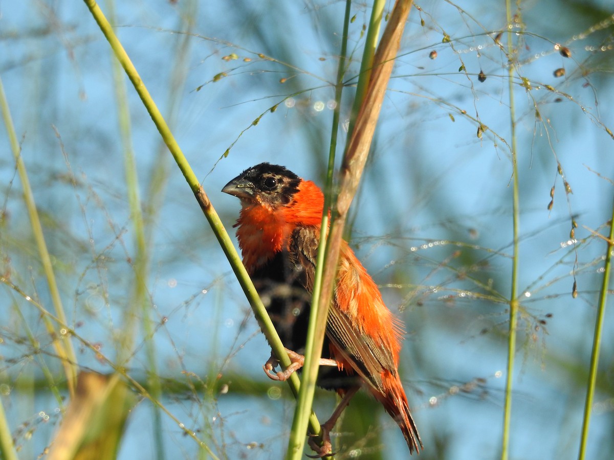 Northern Red Bishop - Colleen Cowdery