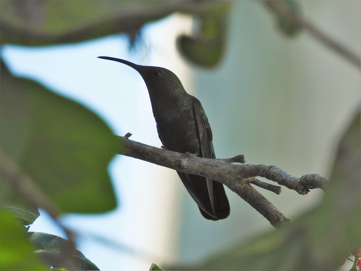 kolibřík hedvábný - ML511601921