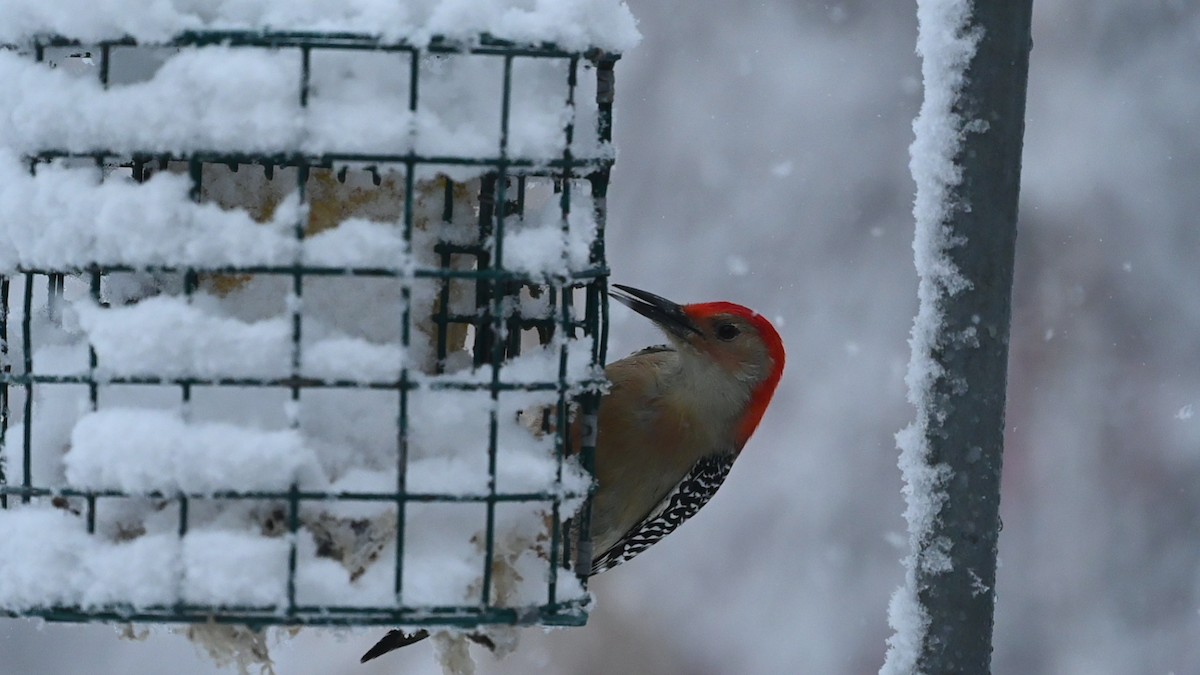 Red-bellied Woodpecker - ML511603331
