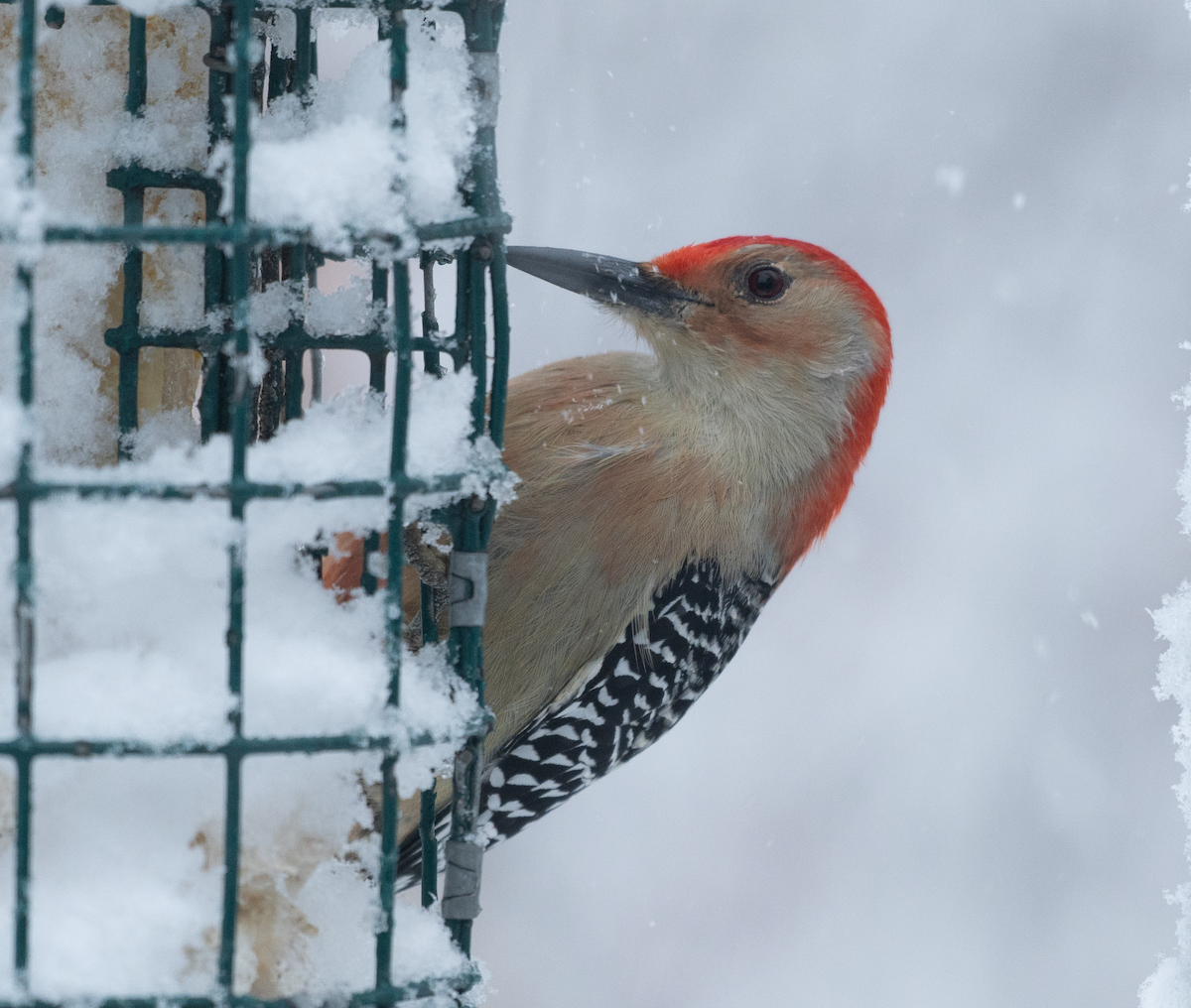 Red-bellied Woodpecker - ML511603341