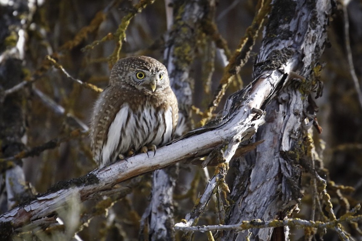 Northern Pygmy-Owl - ML51160721