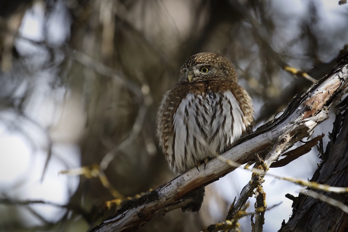 Northern Pygmy-Owl - ML51160731