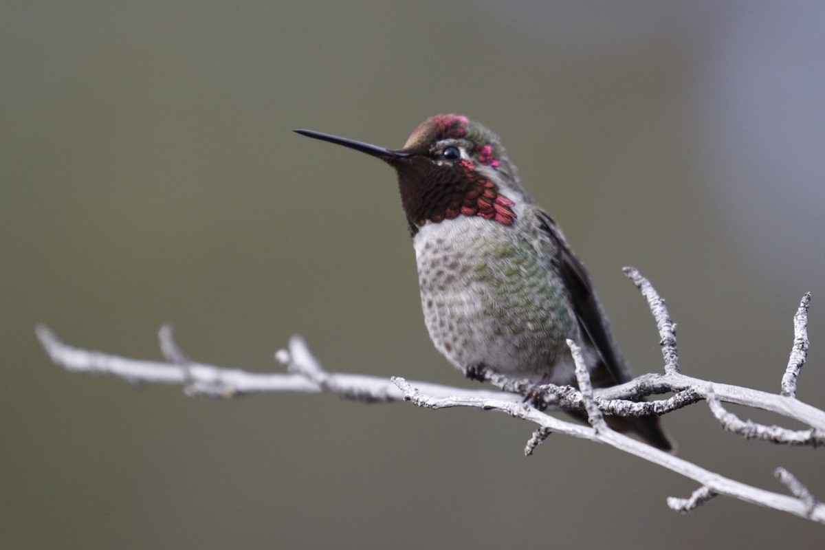 Anna's Hummingbird - ML51160761