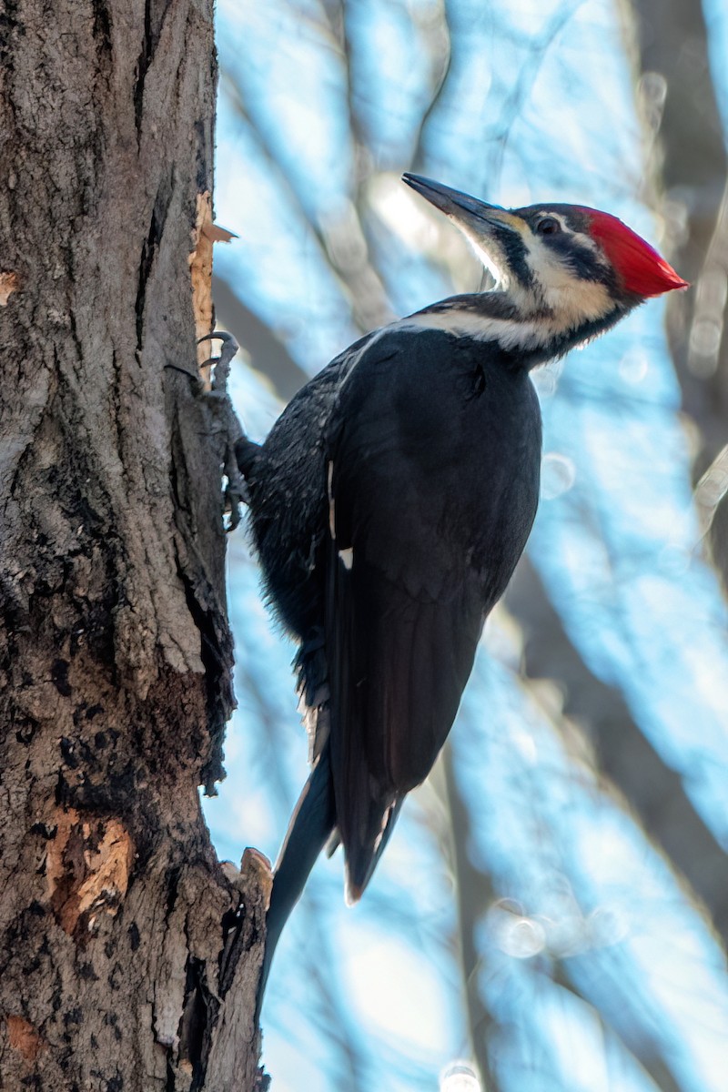 Pileated Woodpecker - ML511612031