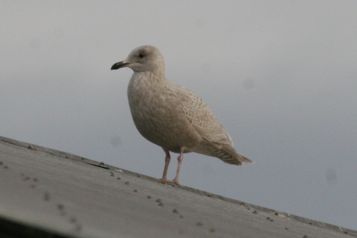 Iceland Gull (kumlieni/glaucoides) - ML51161381