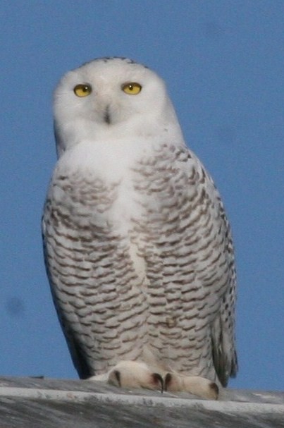 Snowy Owl - ML51161511