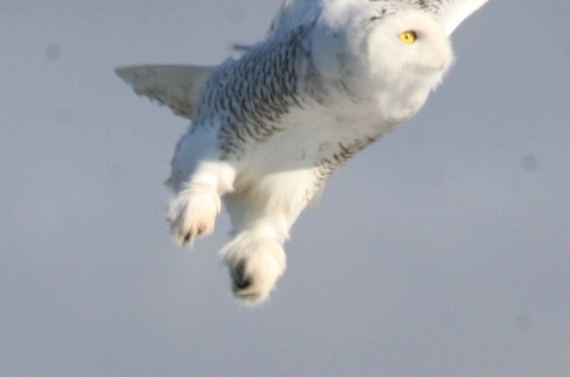 Snowy Owl - ML51161531