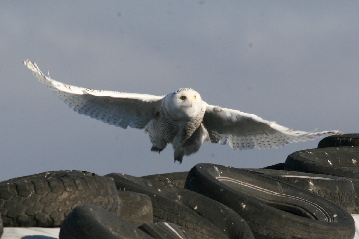 Snowy Owl - ML51161551