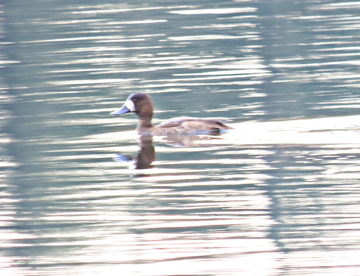 Greater Scaup - ML511616451