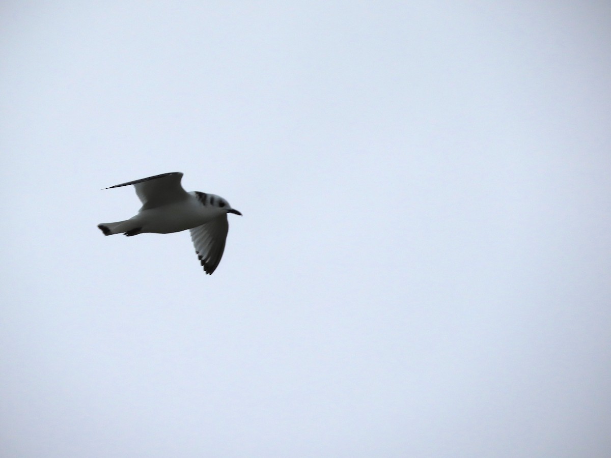 Wisconsin eBird Checklist - 9 Dec 2022 - Coal Dock Park - 3 species