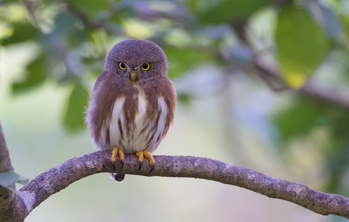 Colima Pygmy-Owl - ML511625271