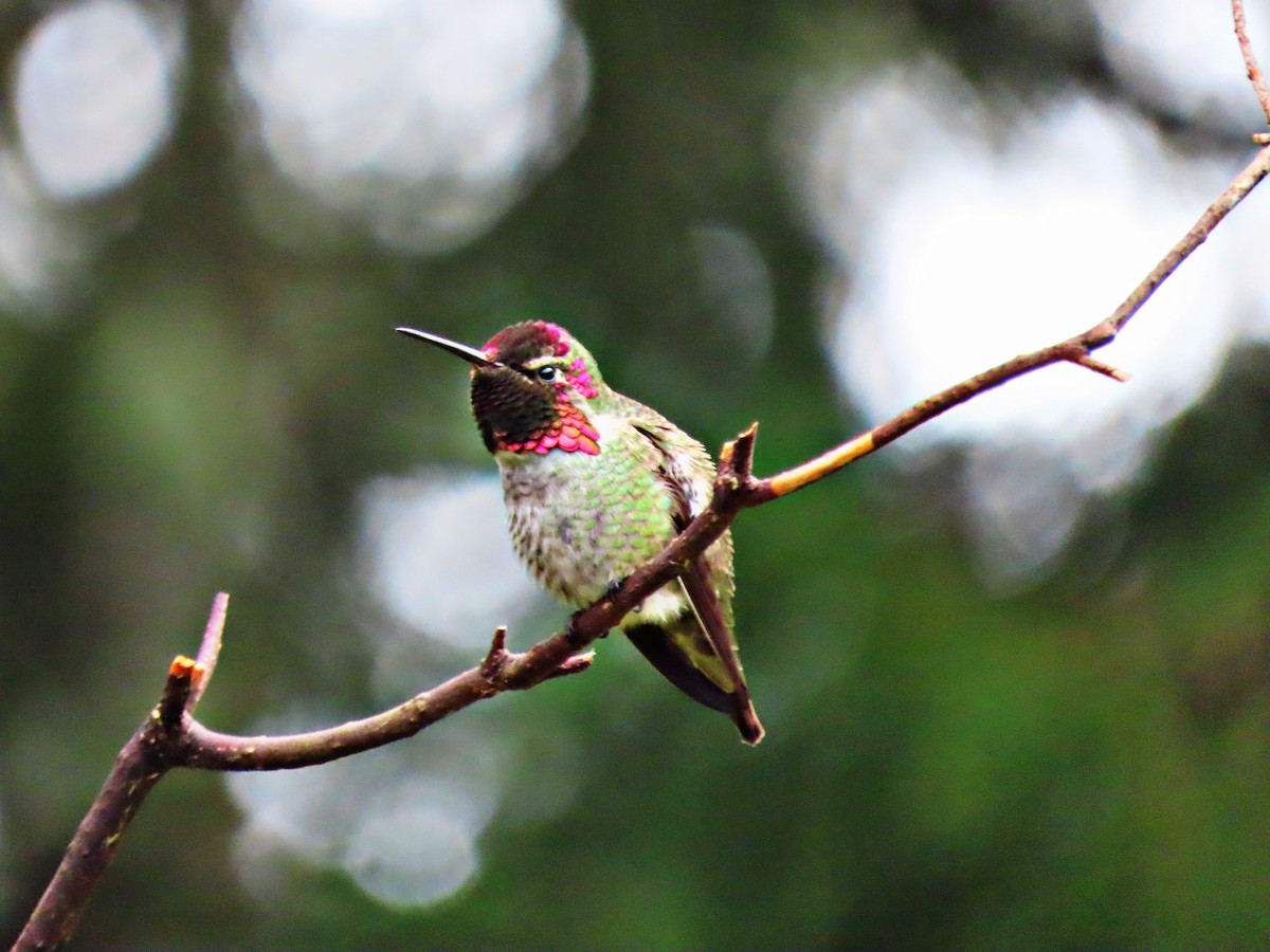 Anna's Hummingbird - ML511626991