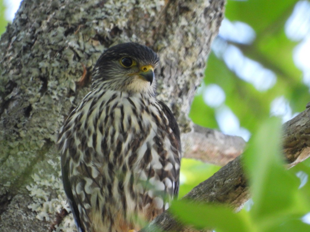 eBird Checklist 13 Jun 2021 Hope Bay Forest Provincial Nature