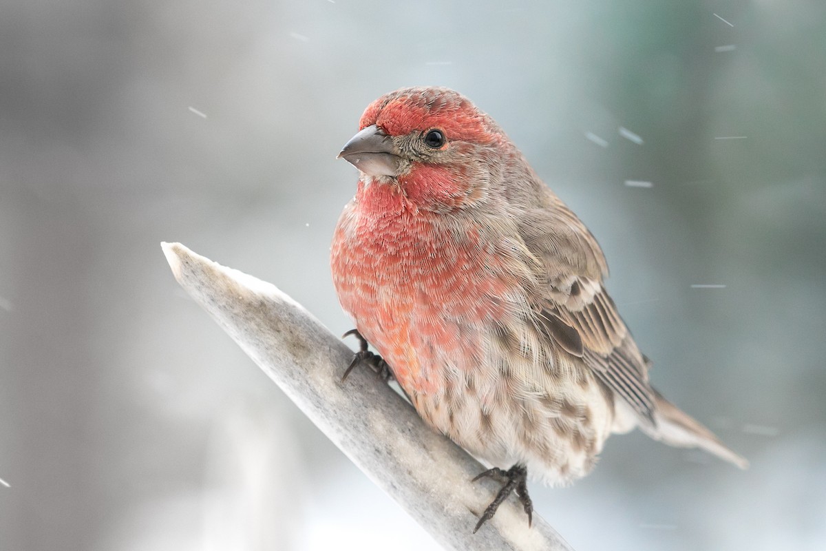House Finch - Aaron Roberge