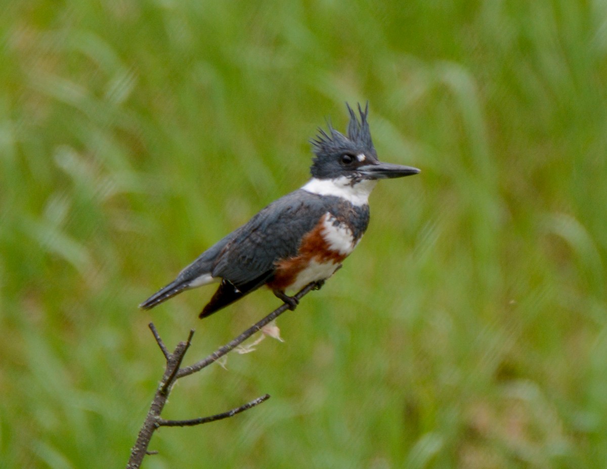 Belted Kingfisher - ML511635531
