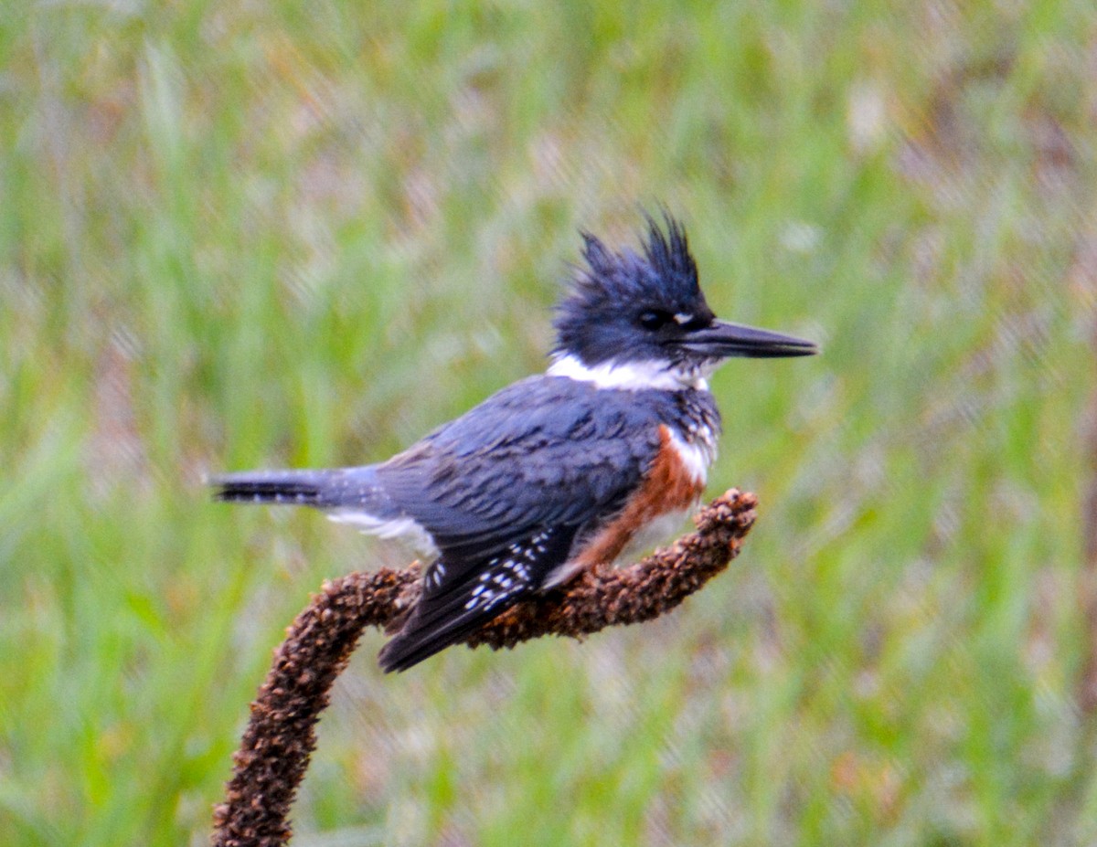 Belted Kingfisher - ML511635561