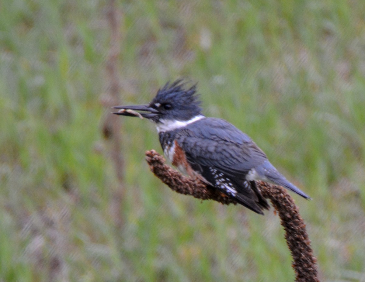 Belted Kingfisher - ML511635571