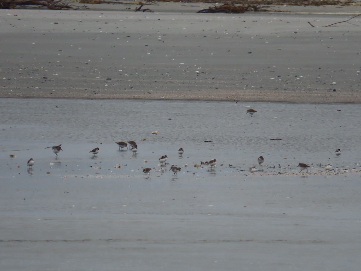 Piping Plover - ML511643421