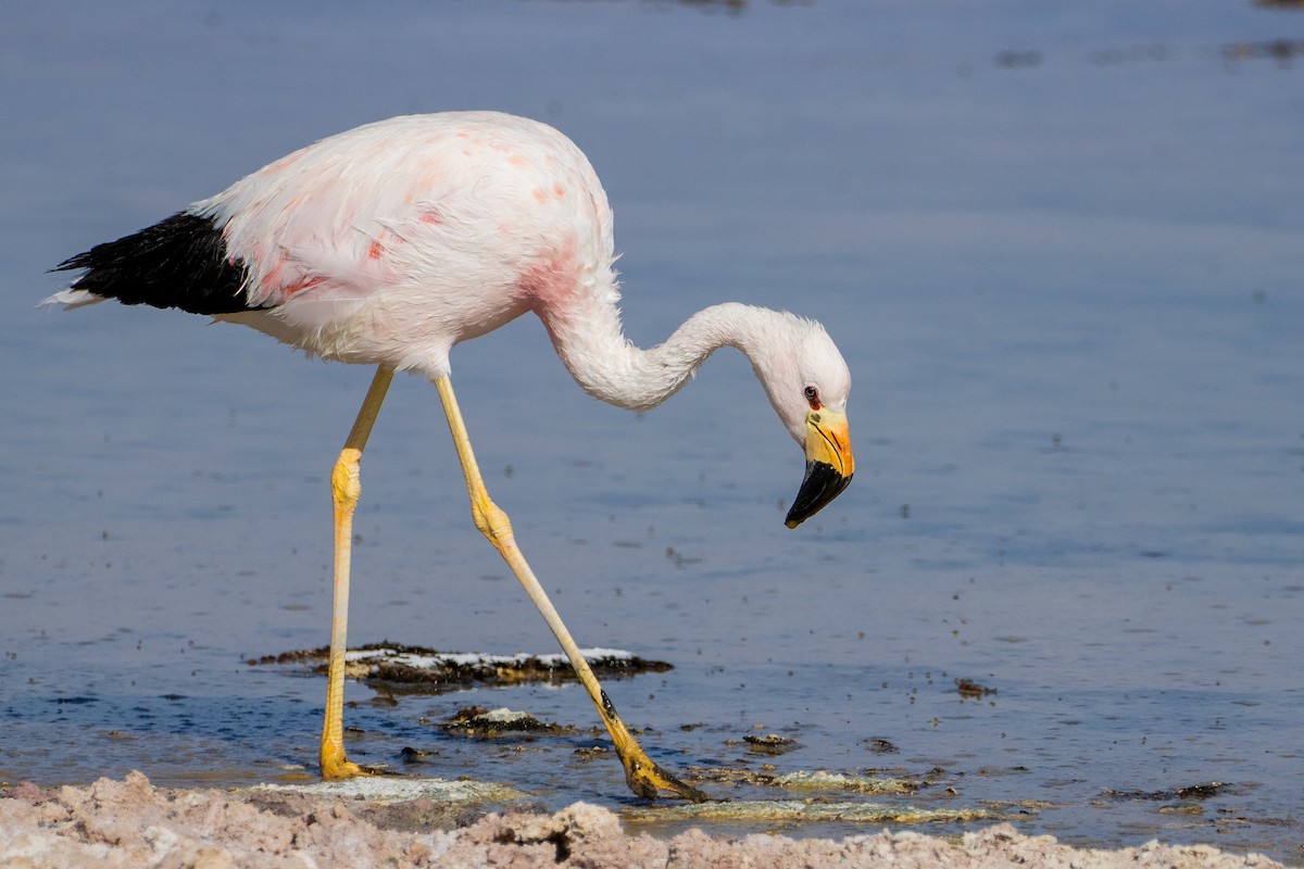 Andean Flamingo - ML511647961