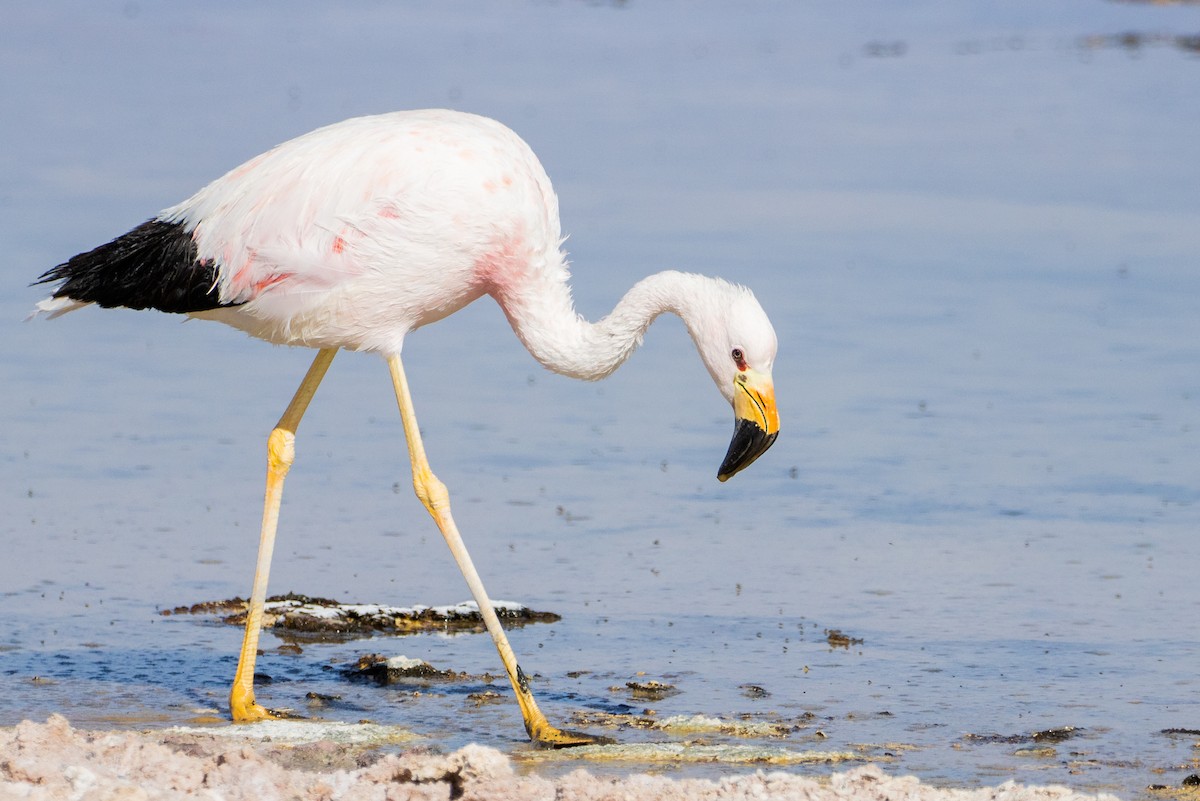 Andean Flamingo - ML511647971