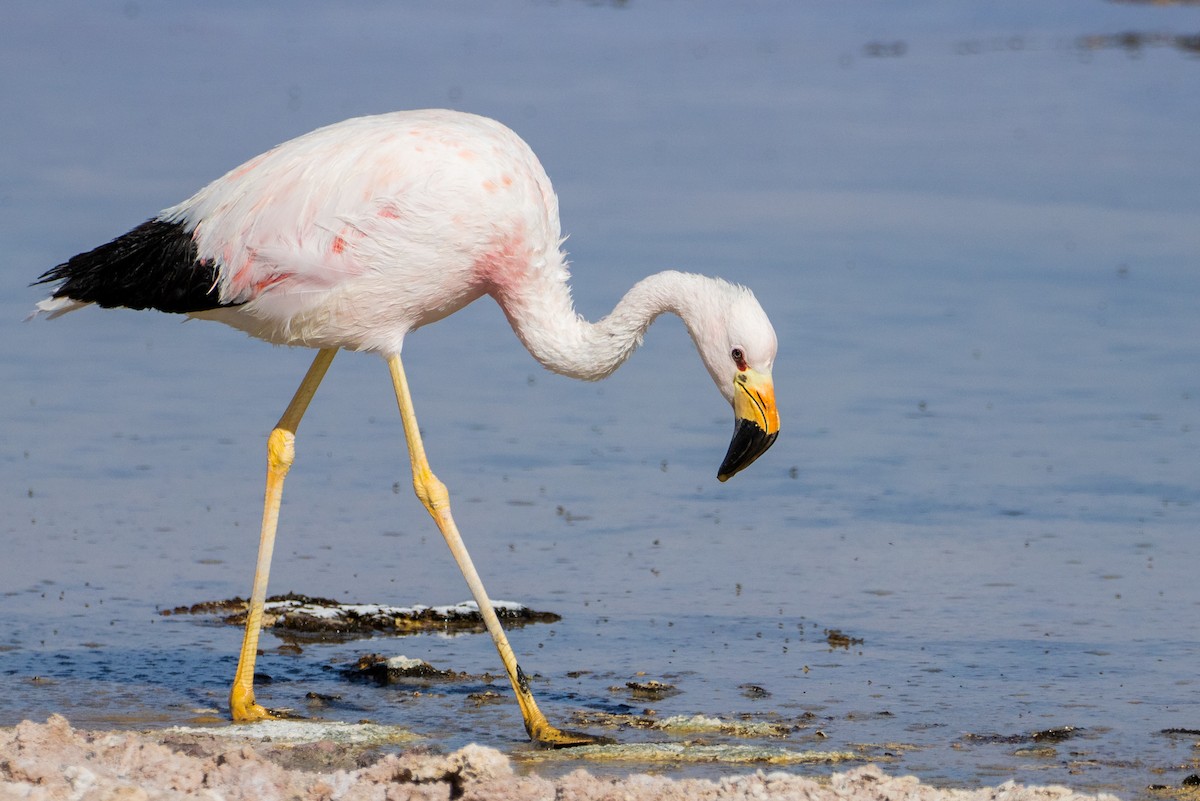 Andean Flamingo - ML511647981