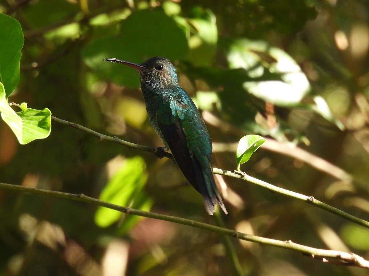 Shining-green Hummingbird - Jorge Alcalá