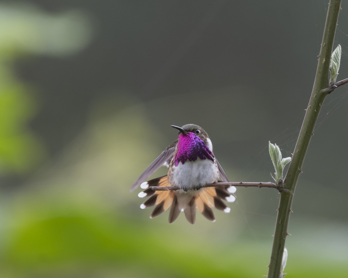 Bumblebee Hummingbird - ML511650691