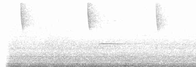 Beyaz Yakalı Kolibri - ML511653081