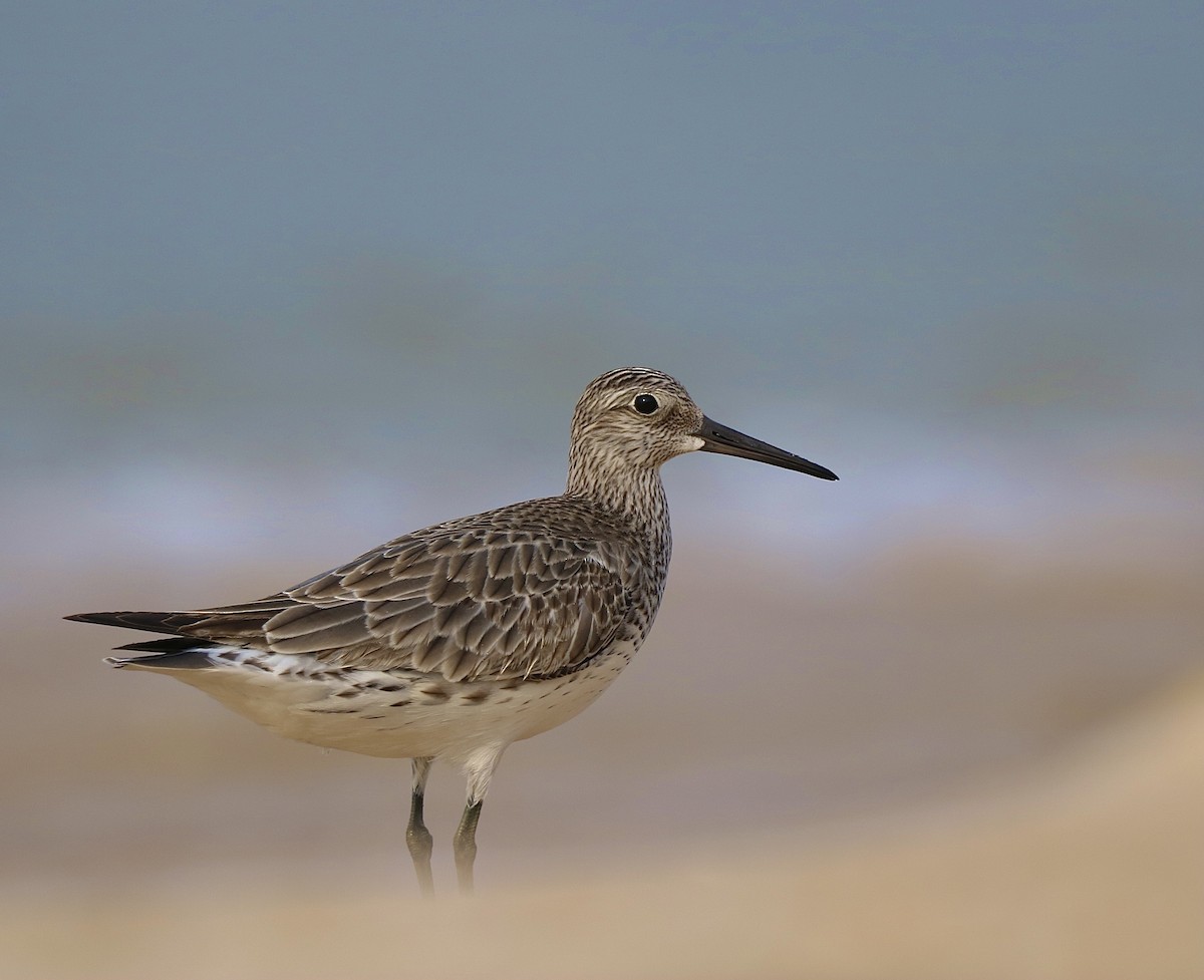 Great Knot - ML511654291