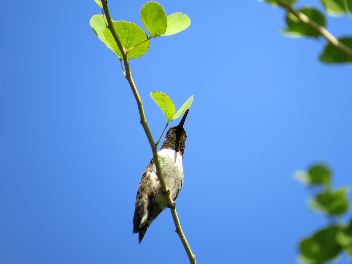 Ruby-throated Hummingbird - ML51165511
