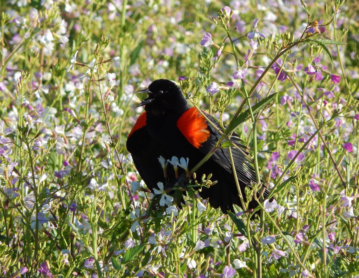 Red-winged Blackbird - Teale Fristoe