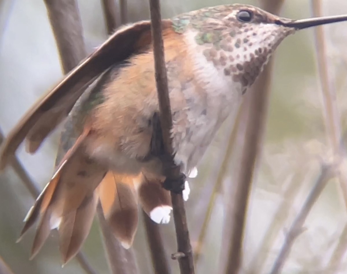 Rufous Hummingbird - ML511669241