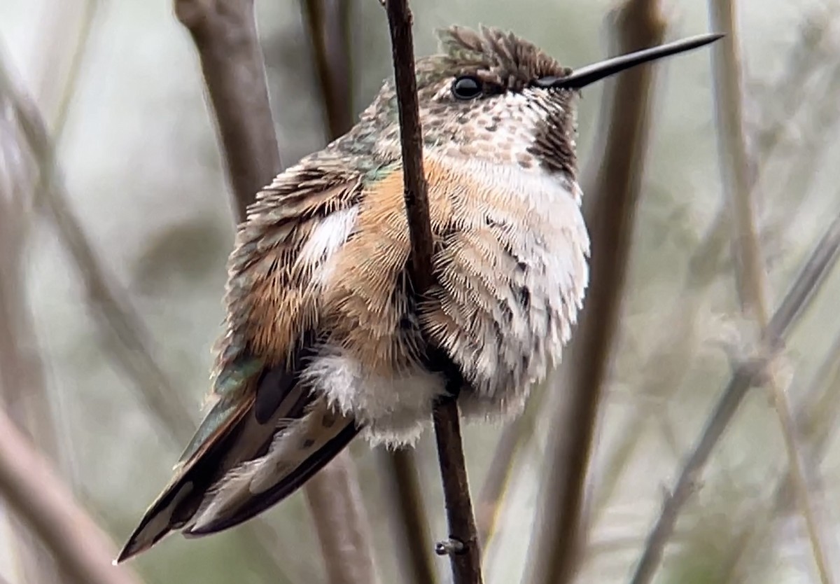 Rufous Hummingbird - ML511669341