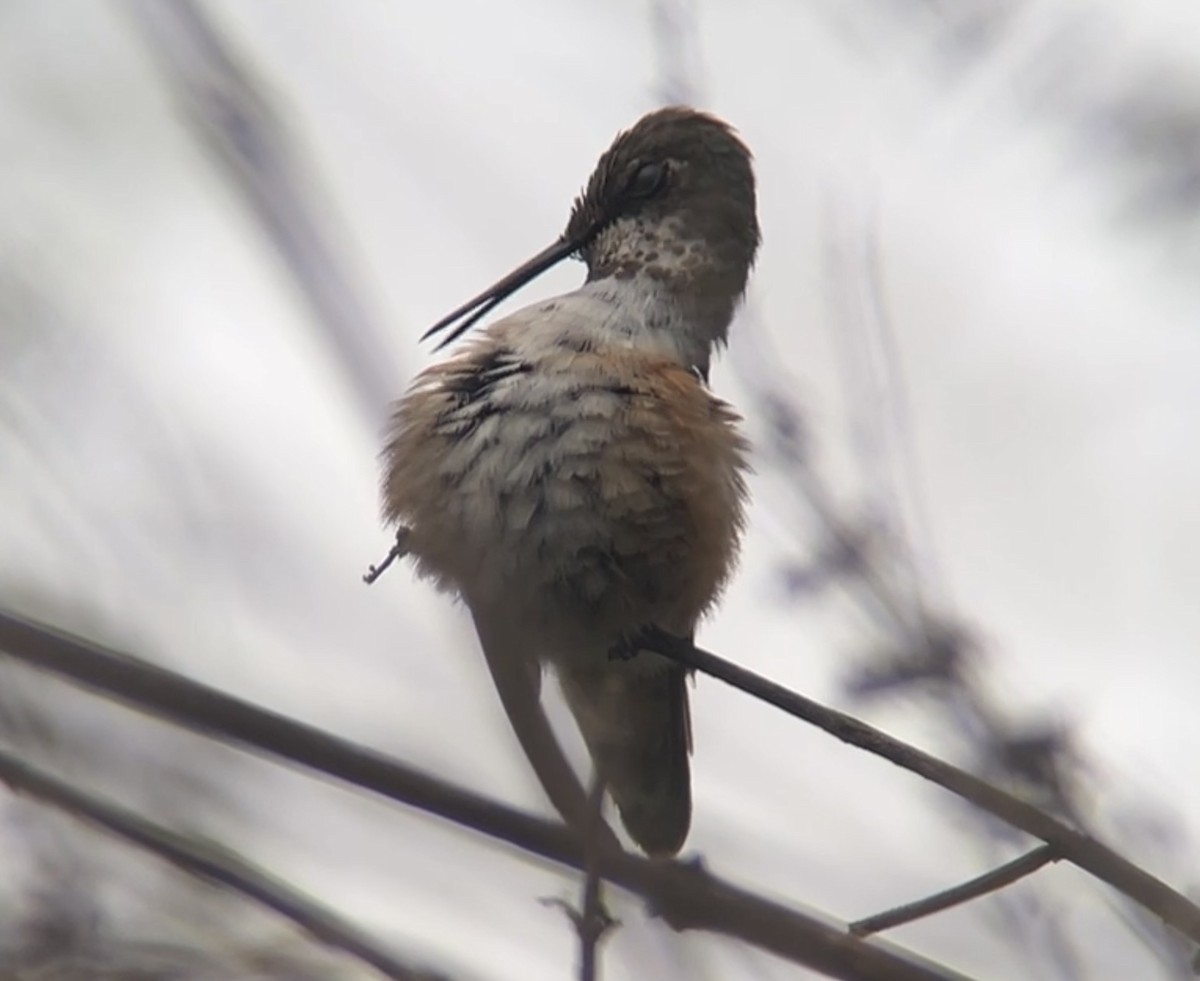 Rufous Hummingbird - ML511669361
