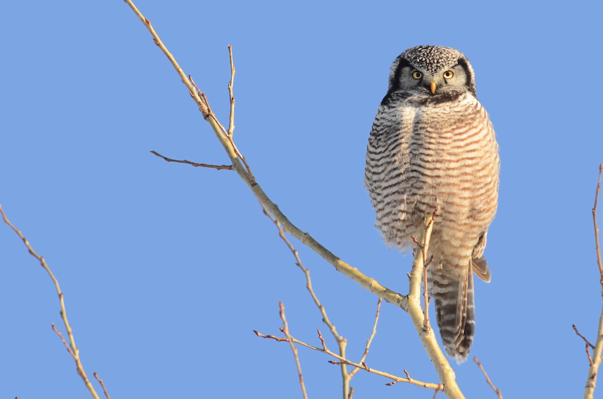 Northern Hawk Owl - Lev Frid