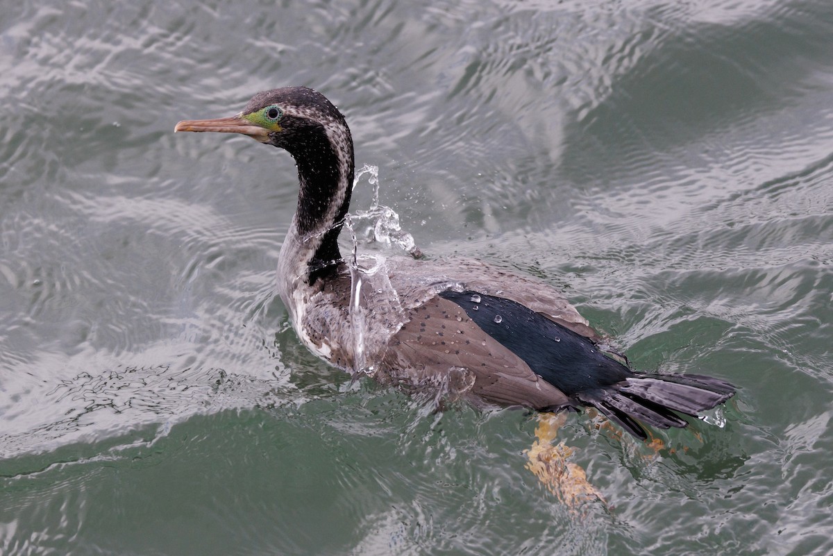 Spotted Shag - Robert Lewis