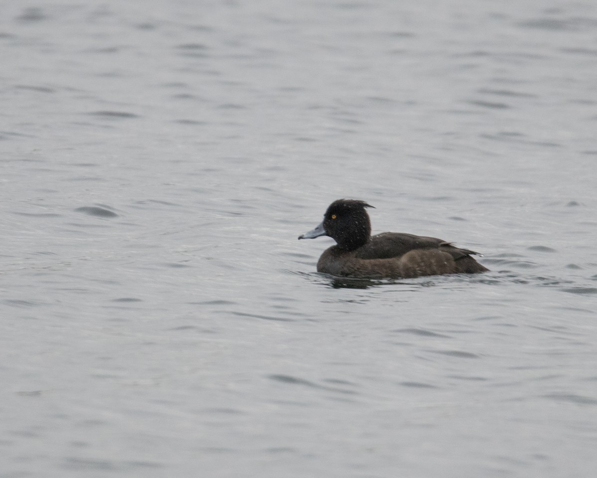 Tufted Duck - ML511675571