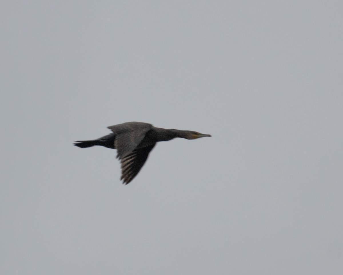Great Cormorant - Anirvan Mandal